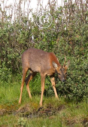 Roe Deer Buck DM1134